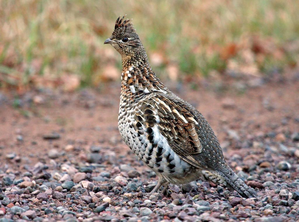 Ruffed grouse hunting Wisconsin DNR